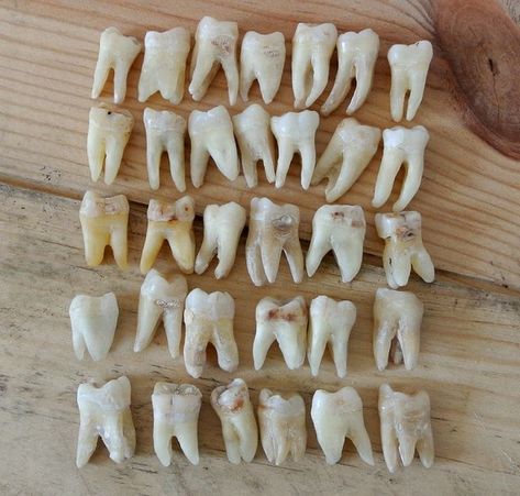 Loose Tooth, Human Teeth, Dental Art, Budget Planer, Tooth Fairy, Teeth Whitening, Bones, Polymer Clay, Sketch Book