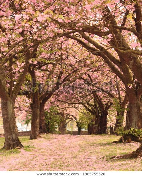 Cherry Blossom Grove, Books Ideas, Cherry Blossom Trees, Youtube Tips, Tree Mural, Blooming Trees, Cheryl Blossom, Pink Trees, Blossom Tree