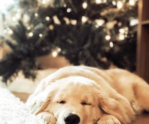 animals, christmas tree, and dog image Presents Quotes, Christmas Present Quotes, Quotes About Dogs, Mini Hot Dogs, Dog Hero, Merry Christmas Dog, Golden Retriever Christmas, Dog Girl, Super Cute Puppies