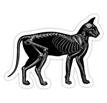 Alternative Stickers, Cat Skeleton, Skeleton Sticker, Science Stickers, Skeleton Illustration, Hand Sticker, Spooky Stickers, Ghost Cat, Cat Silhouette