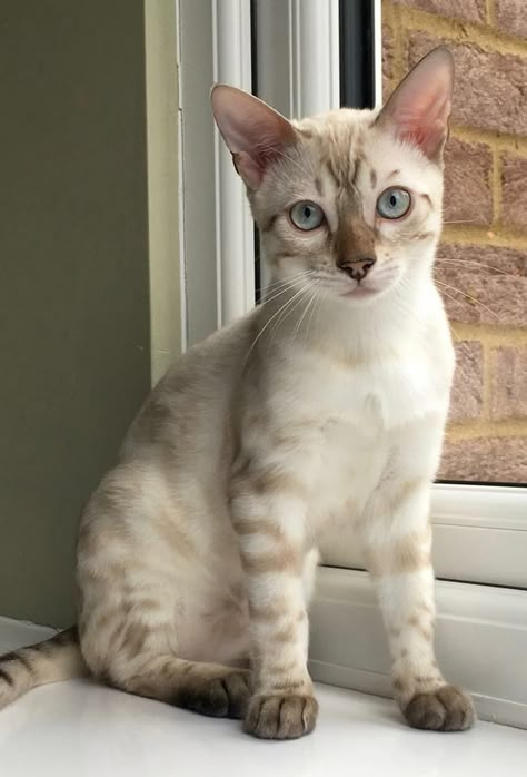 White Bengal Cat, Gato Bengali, Bengal Kitten, Bengal Cats, Gorgeous Cats, Pretty Animals, Bengal Cat, Beautiful Cat, Cute Pets