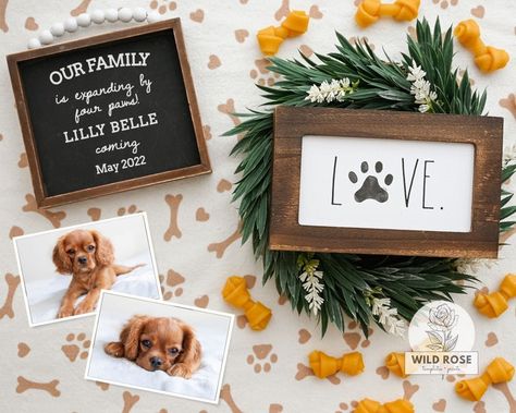 Puppy Reveal, Dog Announcement, Puppy Announcement, New Dog, Pet Puppy, Dog Photos, Puppy Dog, Baby Announcement, Dogs And Puppies