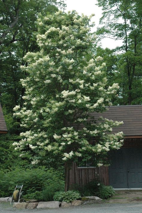 Tree Lilac  -- Syringa 'Ivory Silk' Syringa Reticulata, White Lilac Tree, Japanese Lilac Tree, Lilac Syringa, Japanese Lilac, Tree Id, Patio Trees, White Trees, Japanese Tree