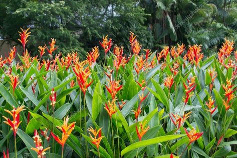 Parakeet Flower (heliconia psittacorum) Plant Heliconia Psittacorum, House Jungle, Tropical Outdoor, Rock Waterfall, Sitting Areas, Tropical Home, Tropical Houses, Garden Pool, Pool Decks