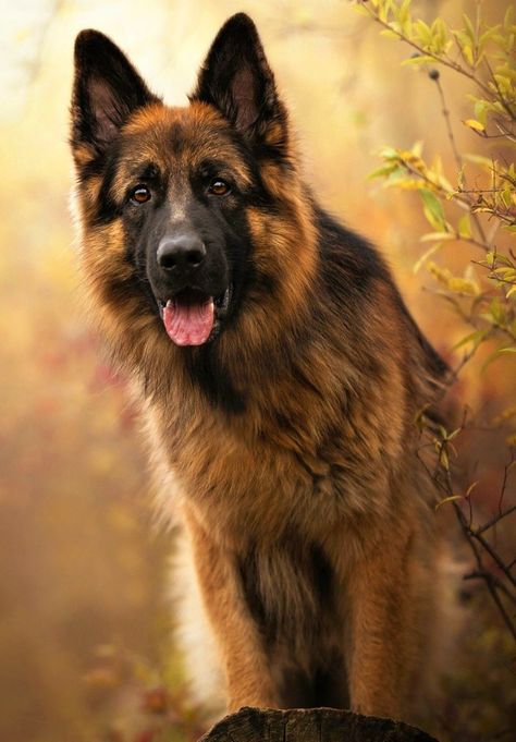 German Shepherd Photography, Dog Foto, German Sheperd Dogs, Animal Photoshoot, Dog Anatomy, Chow Chow Dogs, German Shepherd Dog, Dog Stickers, German Shepherd Puppies