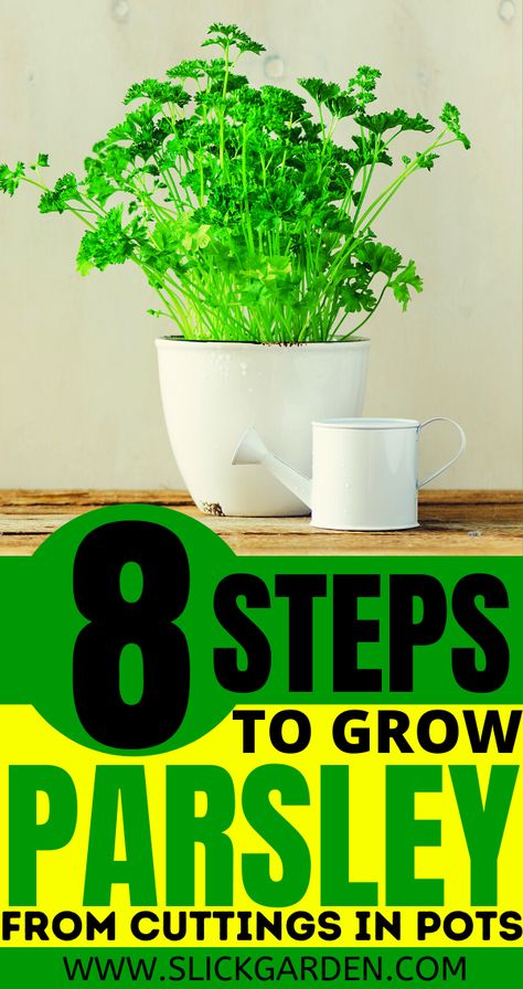 8 STEPS TO GROW PARSLEY FROM CUTTINGS IN POTS - REGROW PARSLEY. You can select some healthy and green cuttings from store-bought parsley. Select cuttings of 4-5 inches in length, green in color, there are no brown spots and have some sets of leaves on the top of cuttings. Plants To Grow From Cuttings, How To Grow Parsley In A Pot, Growing Parsley Indoors, Parsley Growing, How To Grow Parsley, Grow Parsley, Growing Herbs At Home, Growing Herbs In Pots, Plant Parenting