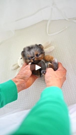 Cuppycake Song, Micro Teacup Pomeranian, Blue Merle Pomeranian, Mini Pomeranian, Merle Pomeranian, Pomeranian Puppy Teacup, Cute Teacup Puppies, Teacup Pomeranian, 50k Views