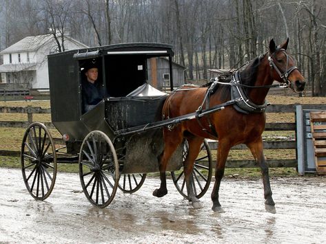 Do Amish hold the key to a longer life? Study finds anti-aging gene in religious group Rumspringa, Animal Transport, Amish Country Ohio, Amish Buggy, Farm Horses, Amish Lifestyle, Mennonite Recipes, Amish Living, Amish House