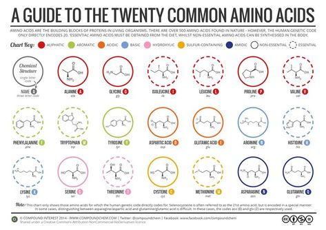 A guide to the twenty common amino acids. Click 'visit site' to read more & download the PDF. Body Chart, Compound Interest, Chemical Structure, Nursing Programs, Molecular Biology, Organic Chemistry, Start Ups, Anatomy And Physiology, Biochemistry