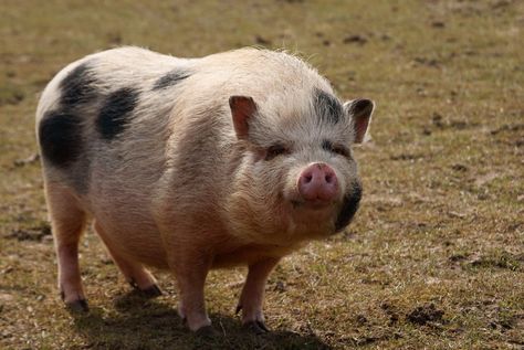 Pig Reference Photo, Potbellied Pigs, Pig Reference, Pig Photography, Dr Pets, Hairless Animals, Pot Belly Pig, Pot Bellied Pig, Chianti Italy