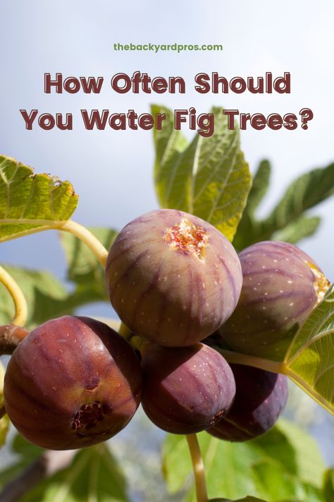 🌿 Dive into the art of fig tree care with our ultimate guide on watering frequency! Quench your curiosity and discover the secret to keeping your fig trees thriving. From the delicate dance of moisture to the perfect balance for luscious leaves, we've got the watering wisdom you need. Sprinkle a little love on your fig trees – let's make every drop count! 💦🌳 #FigTreeCare #WateringTips #GreenThumb Preserving Figs, Fig Tree Care, Growing Figs, Fig Fruit Tree, Fig Bush, Growing Fig Trees, Fig Tree Plant, Seed Starters, Nut Trees