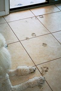 teach dog to wipe feet - no more muddy paw prints on floor Homemade Puppy Treats, Dog Yards, Paw Ideas, Mites On Dogs, Pittie Puppies, Bissell Vacuum Cleaner, Puppy Needs, Dogs Pics, Hypoallergenic Dog Food