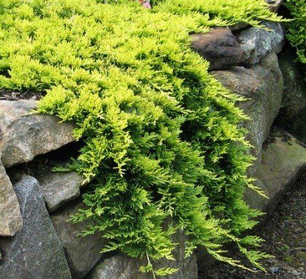 Creeping Juniper, Juniperus Horizontalis, Evergreen Groundcover, Colorado Blue Spruce, Conifers Garden, Fairy Garden Plants, Deer Resistant Plants, Garden Shrubs, Ground Cover Plants