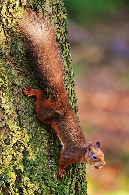 Red Squirrel | Flickr - Photo Sharing! Squirrel On Tree, American Red Squirrel, Tree Rat, Red Squirrels, Sea Eagle, Wild Animals Pictures, Prairie Dog, Forest Creatures, Red Squirrel