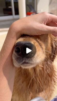 Golden Retriever Haircut Styles, Golden Retriever Haircut, Celine Dion Husband, Medium Length Hair Wedding, Latina Hairstyles, Medium Length Hair Layers, Hair Latina, Perros Golden Retriever, Golden Retriever Baby