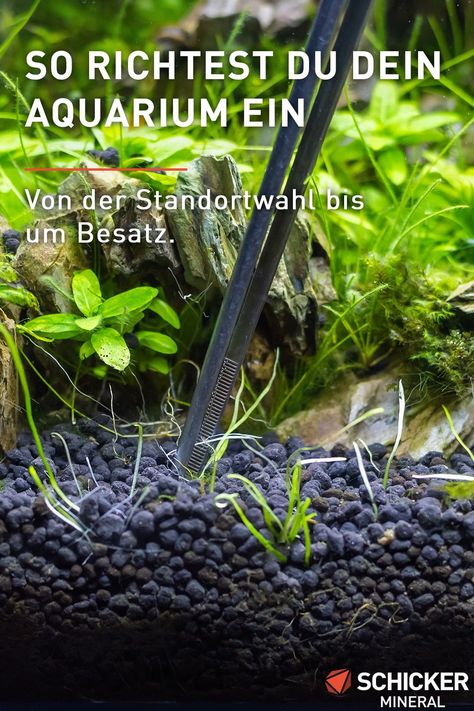 Beim Einrichten eines neues Aquariums gibt es vieles zu beachten. Besonders für Aquarium Anfänger haben wir einige Tipps zusammen gestellt. Worauf du von der Standortwahl bis hin zum Besatz bei deinem neuen Aquarium beachten musst, zeigen wir dir hier. So fällt dir das Aquarium Einrichten leicht. | © BLUR LIFE 1975 / shutterstock.com Aquascape Bonsai, Aquascaping, Aquariums, Blur, Quick Saves, Design