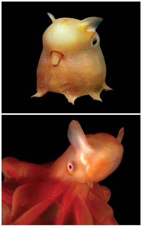 Dumbo octopus - of the genus Grimpoteuthis, so called due to the ear-like fins protruding from the top of their head-like bodies, resembling the ears of Walt Disney's flying elephant Dumbo. Elephant Octopus, Dumbo Octopus, Flying Elephant, Davy Jones, Pet Training, Saltwater Aquarium, Sea Fish, Salt And Water, Puppy Training