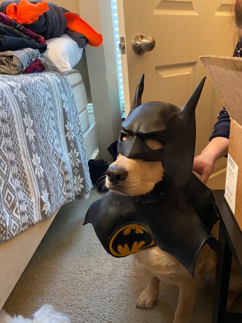 Crochet Cat Beds, Gato Batman, Batman Dog Costume, Batman Dog, Batman Cat, Crochet Cat Bed, Batman Mask, Spiderman Costume, Batman Costume