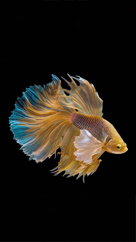 Beta Fish Reference, Beautiful Fish Ocean Life, Betta Fish Art, Beautiful Betta Fish, Fish Facts, Fish Image, Fish Pictures, Betta Fish Types, Rare Fish