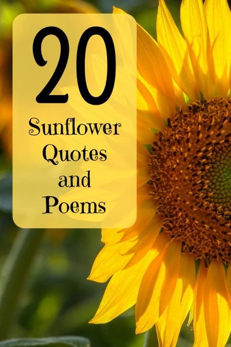 Read some cheerful quotes, sayings, and poems centered on the sunflower, and learn some fun facts about these flowers, too! Sunflowers Quotes Inspiration Beautiful, Sunflower Quotes Inspirational, Sunflower Poem, Cheerful Quotes, Poem Writing, Best Friend Quotes Meaningful, Sunflower Quotes, My Notebook, Planting Sunflowers