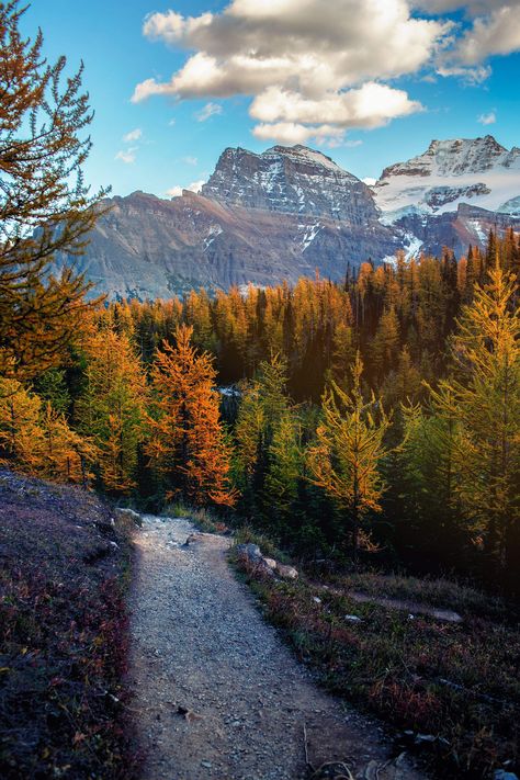 Valley of the Ten Peaks: Larch Valley and Sentinel Pass – A Travel Diary Ontario Canada Travel, Alberta Canada Travel, Larch Tree, Picturesque Landscape, Nature Autumn, Hiking Photography, Future Photos, Parks Canada, Canada Road Trip