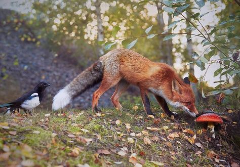 Red fox grazing on amanita mushroom with magpie as a chaperone. Photo: Niko Pekonen Fox And Mushroom, Fox Eat, Nature Tour, Fox Art, Cute Fox, Red Fox, Magpie, Nature Animals, In The Woods