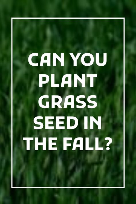 You can plant grass seed in the fall, as long as you choose the right variety for your climate. Cool season grasses, such as Bluegrass, Fescue, and Rye, are suited to growing well in colder northern climates. It is fine to plant cool season grasses in the fall, as long as there is enough time for … Growing Grass From Seed, Fescue Grass Seed, Starting Plants From Seeds, Planting Grass Seed, Centipede Grass, Rye Grass, Fescue Grass, Zoysia Grass, Planting Grass