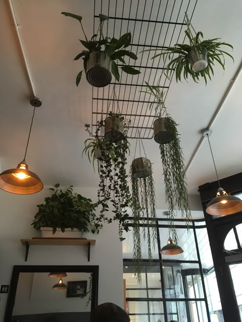 Hanging Plants From Vaulted Ceilings, Plant Ceiling Decor, Plants Hanging, Hotel Room Design, Indoor Design, Plant Decor Indoor, House Plants Decor, Salon Furniture, Rustic Shelves