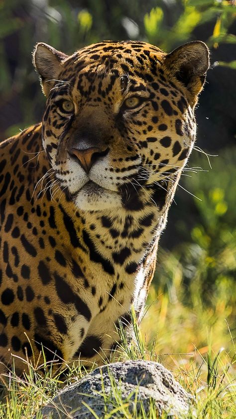 Jaguar The Big Cat In 1080x1920 Resolution Lion Hd Wallpaper 1080x1920, Big Cat Wallpaper, Cat Iphone Wallpaper, Hd Wallpaper 1080x1920, Jaguar Pictures, Lion Hd Wallpaper, Big Cat Species, Jaguar Animal, Best Nature Wallpapers