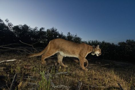 Construction crews broke ground Friday on a new 200-foot wildlife crossing in the suburbs of Agoura Hills, a city just north of Los Angeles. The $90 million crossing, scheduled for completion in 2025, will pass over one of the busiest freeways in Southern California to connect wild lands in the Santa Monica Mountains. The 210-foot […] Mountain Lions, Wildlife Biologist, Santa Monica Mountains, California Parks, Cat Species, California Mountains, Male Lion, Riverside County, Mountain Lion