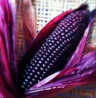 Popcorn Seeds, Purple Corn, Native American Food, Purple Fruit, Corn Seed, Indian Corn, Popular Drinks, Seed Company, All Things Purple