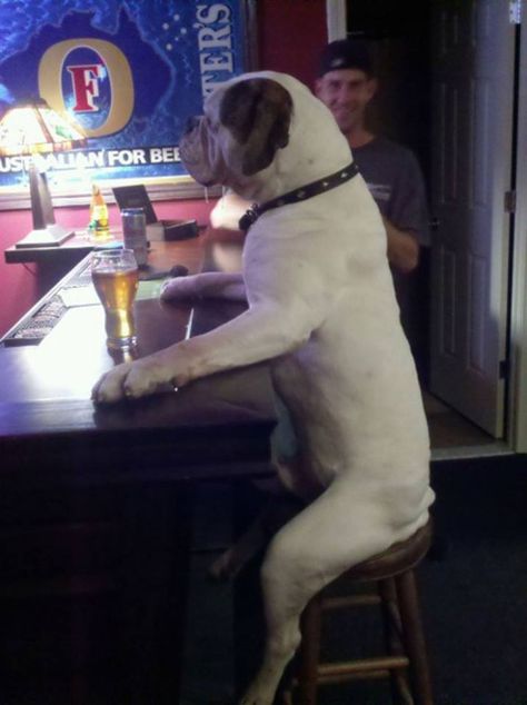 Dog Friendly Bars in Tampa | Drinking With Man's Best Friend Boxer Love, Love My Dog, Boxer Dogs, Dog Sitting, Baby Dogs, A Bar, Dog Walking, Dog Life, Dog Pictures