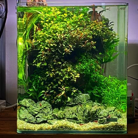 Planted with several varities of bucephalandra, anubias mini and cryptocoryne around the borders. Picture taken about two years after tank was set up. Another Green World, Aquarium Garden, Aquascape Design, Fish Tank Design, Betta Aquarium, Tropical Fish Aquarium, Fresh Water Fish Tank, Nano Aquarium, Aquarium Landscape