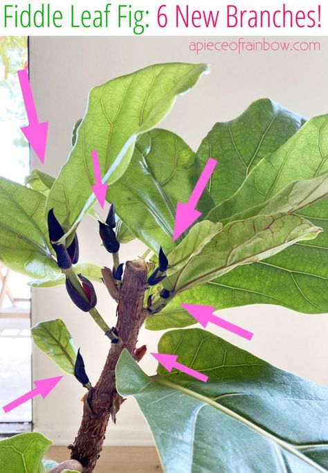 Best Fiddle Leaf Fig branching secret! 100% success growing multiple branches on 3 plants! Pruning, notching vs pinching methods compared. – A Piece of Rainbow, indoor plants, houseplants, gardening, indoor garden, modern colorful farmhouse, boho, bohemian, home décor, living room, bedroom #indoorplants #houseplants #gardening #indoorgarden #farmhouse #boho #bohemian #homedecor #livingroom #bedroom Ferns In Living Room, Pruning Fiddle Leaf Fig, Mini Fiddle Leaf Fig, Notching Fiddle Leaf Fig, Fiddle Leaf Tree Living Room, Fiddle Leaf Fig Care, Fiddle Fig Tree, Fiddle Tree, Colorful Farmhouse