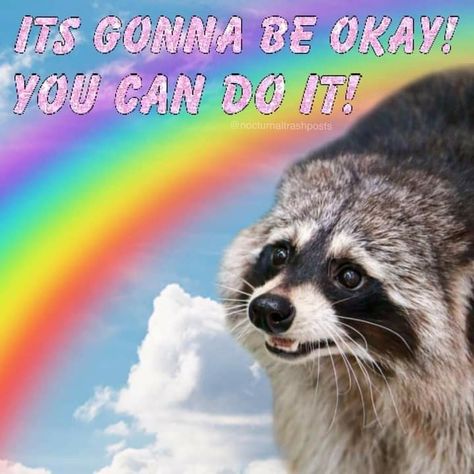 Break From Everything, Its Gonna Be Okay, Collage Des Photos, Pet Raccoon, Hilarious Photos, Cute Raccoon, Raccoon Funny, Trash Panda, Racoon