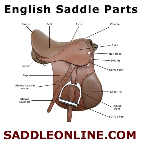 The Parts of an English Saddle Horse Lessons, Horse Care Tips, Horse Riding Tips, Rasy Koni, Horse Camp, Equestrian Helmet, Horse Gear, Horse Tips, English Riding