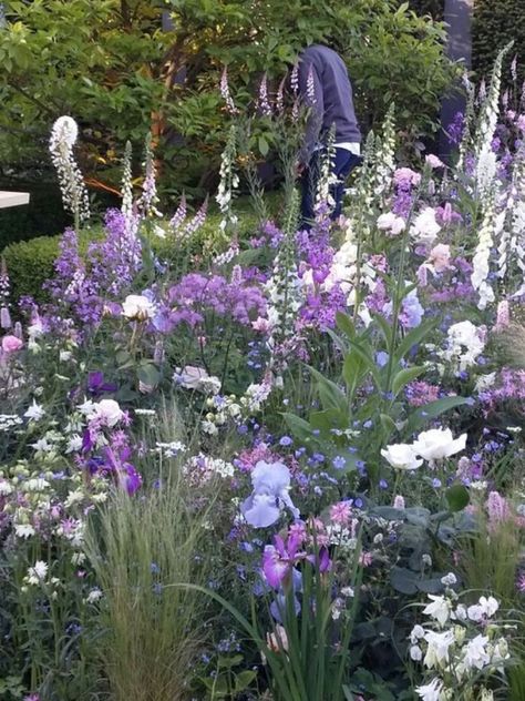 This lavish garden is comprised of ‘White Eye’ Dianthus, ‘Everlast Lilac’ Dianthus, ‘Arctic Star’ Agapanthus, ‘Blue Flax’ Linum Perenne, ‘Open Ocean’ Tall Bearded Irises, ‘Heliotrope Bouquet' Siberian Iris, ‘Black Stockings’ Thalictrum, ‘Splendid White’ Thalictrum, ‘Secrets Out’ Hybrid Tea Rose, ‘Snow Thimble’ Foxglove, and ‘Lunar Eclipse’ Baptisia. Agapanthus Blue, Siberian Iris, Front Lawn Landscaping, Hybrid Tea Rose, Back Garden Design, Cottage Garden Design, Open Ocean, Purple Garden, Iris Garden