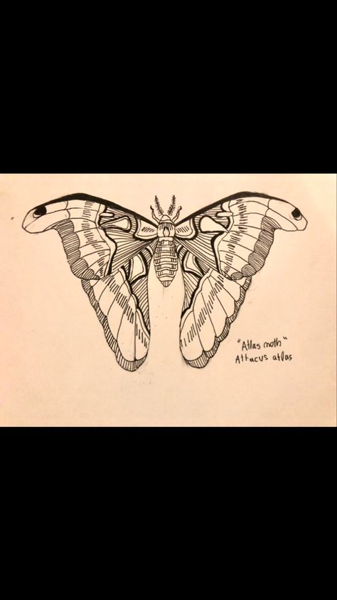 Atlas Moth Tattoo Black And White, Atlas Moth Tattoo Design, Atlas Moth Drawing, Atlas Moth Tattoo, Lunar Moth Tattoo, Interesting Tattoos, Large Moth, Moth Drawing, Moth Tattoo Design