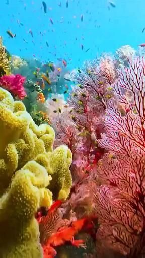 Pin by A. on ʙᴇᴀᴜᴛʏ ᴀʀᴏᴜɴᴅ [Video] | Ocean creatures, Underwater photography ocean, Ocean photography Dragon Plant, Coral Reef Photography, Aquarium Live Wallpaper, Live Fish Wallpaper, Underwater Wallpaper, Bawah Air, Life Under The Sea, Beautiful Ocean Pictures, Beautiful Sea Creatures