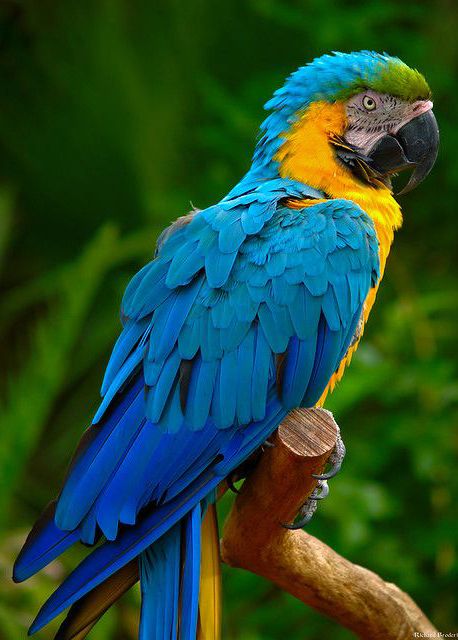 Ara Parrot, Blue Gold Macaw, Blue And Gold Macaw, Beautiful Parrots, Blue Macaw, Parrot Head, Parrots Art, Birds Parrots, Wild Animals Pictures