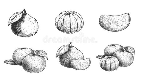 Mandarin Drawing, Fruit Drawings, Collection Illustration, Fruits Drawing, Design Infographic, Sketch Style, Organic Fruit, Photography Design, Infographic Design