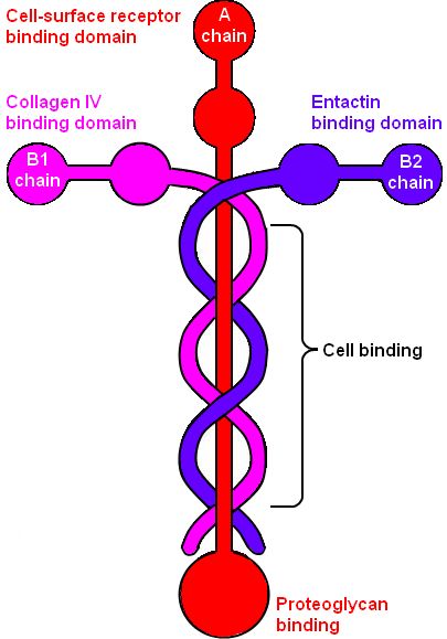 Laminin DNA Cross | The Laminin Cross Laminin Tattoo, Laminin Molecule, Biblical Themes, Basement Membrane, Molecule Tattoo, Hebrew Prayers, Bible Study Help, Connective Tissue, Jesus Christus