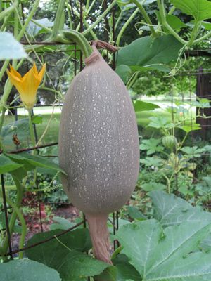 Use panty hose to support spahetti squash being grown on a vertical trellis. Squash Trellis, Grow Vertically, Vertical Trellis, Panty Hose, Food Photography Tips, Pregnancy Food, Community Gardening, Garden Photos, Spaghetti Squash