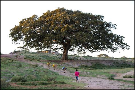 sicomoro untitled.bmp (1290×861) Giant Tree, Ethiopia, Country Roads, Art Inspiration, Road, Art, Nature