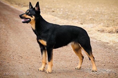 Kelpie Dog, Australian Kelpie Dog, Every Dog Breed, Unique Dog Breeds, Beautiful Dog Breeds, Australian Kelpie, Farm Dogs, Australian Shepherds, Herding Dogs