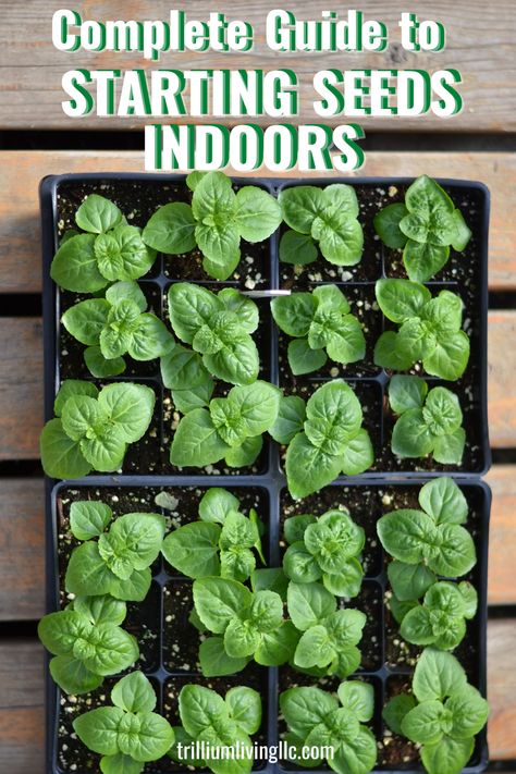 An overhead view of a flat of small plants sitting on a wooden bench with the text overlay: Complete Guide to Starting Seeds Indoors How To Start Seeds Inside, Vegetables To Start Indoors, Seedling Starters Diy, Growing Plants From Seeds Indoors, Best Indoor Plants To Grow From Seeds, Garden Starts Indoor, When To Start Vegetable Seeds Indoors, When To Sow Seeds Indoors, Spring Seeds To Plant