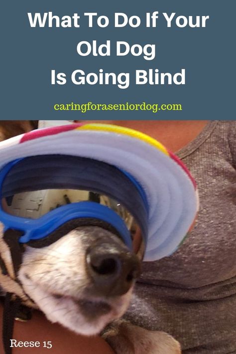 Blind Dogs Tips Ideas, Dog Hacks Diy, Pet Dental Care, Cat Illnesses, Dog Breeding, Deaf Dog, Eye Problems, Blind Dog, Dog Health Tips