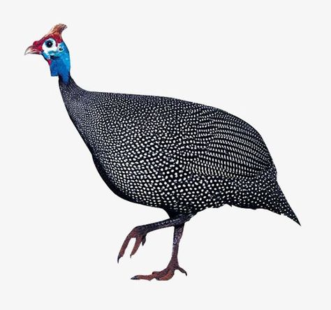 Guinea Fowl Art, Real Birds, Animal Chicken, Guinea Fowl, Pottery Painting Designs, Childrens Drawings, Bird Artwork, Australian Animals, Fabric Birds