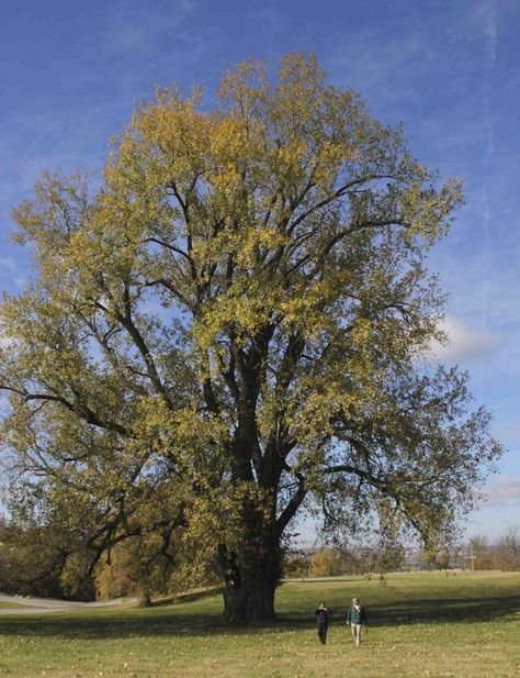 Largest tree in Missouri! Cottonwood! Cottonwood Tree, News Of The World, Kansas City Mo, Theme Ideas, Stand Tall, The Tree, A Tree, The Park, Kansas City