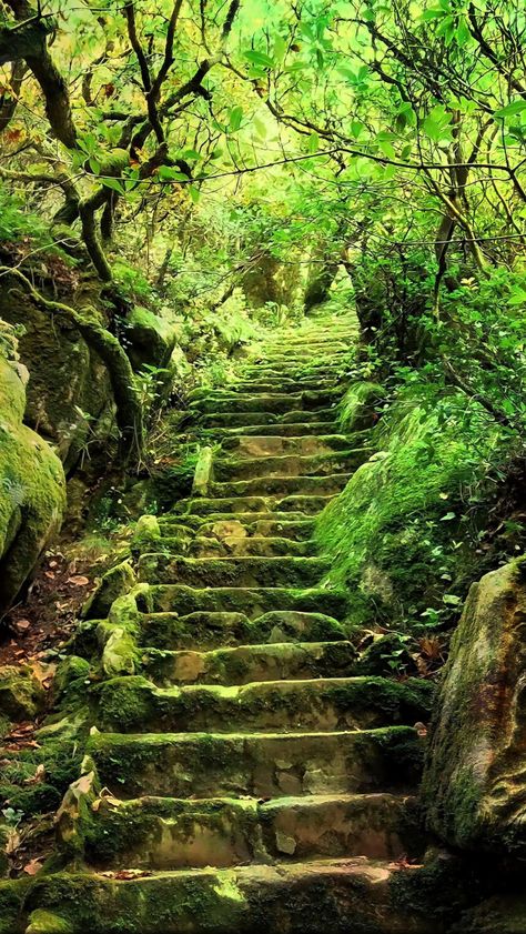 The stairs of the forest source Flickr.com Forest Hallway, Fantasy Stairs, Woodland Steps, Forest Staircase, Forest Stairs, Green Overgrown Aesthetic, Forest Stairs Woods, Fairy Trail In Woods, Beautiful Stairs